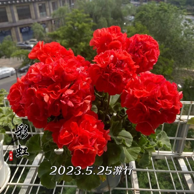 [天竺葵小苗自选满6颗包邮]包对版