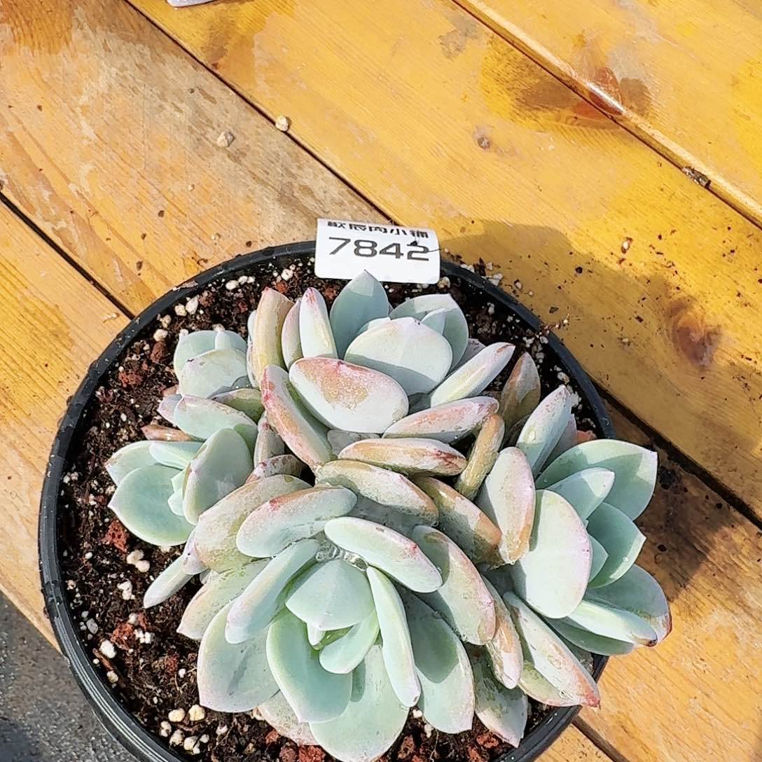 多肉植物奶茶群7842