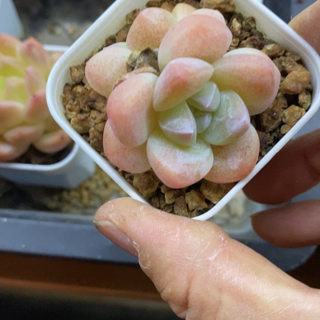 精品多肉一物一拍不包整208