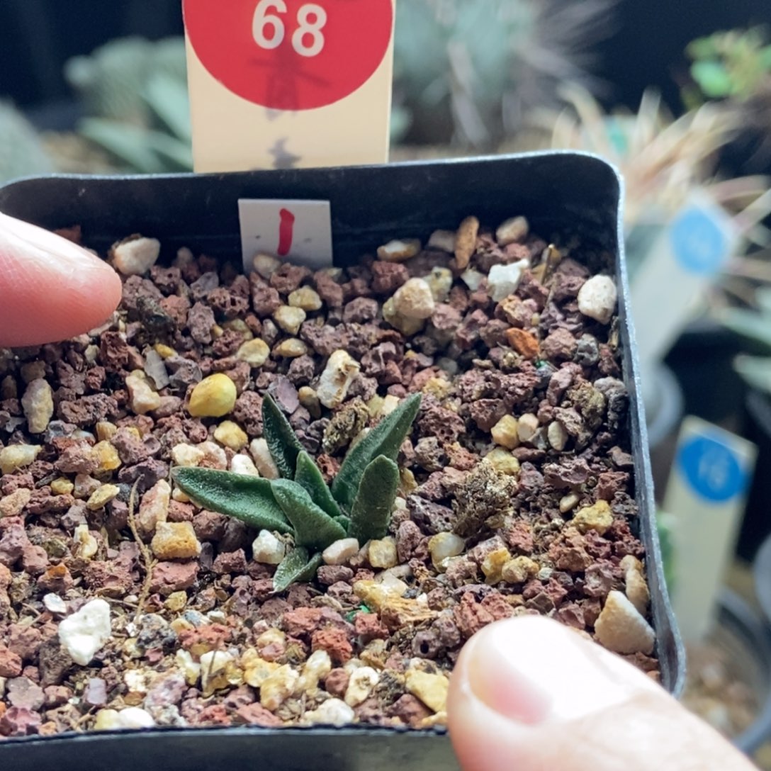 实生龙角牡丹一颗仙人球