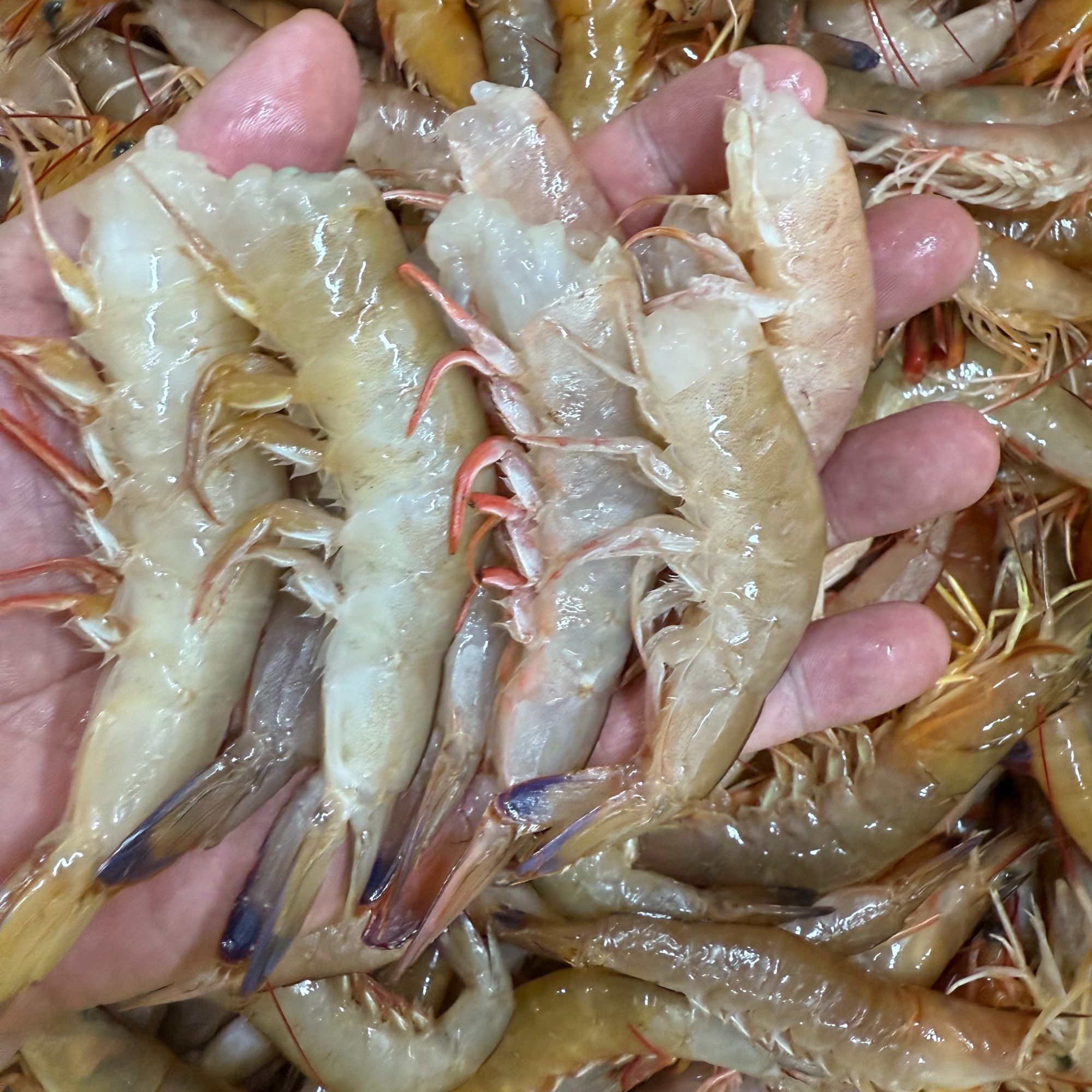 麻虾凤尾 野生海捕无头卢虾 极速锁鲜发货 全国顺丰冷链包邮