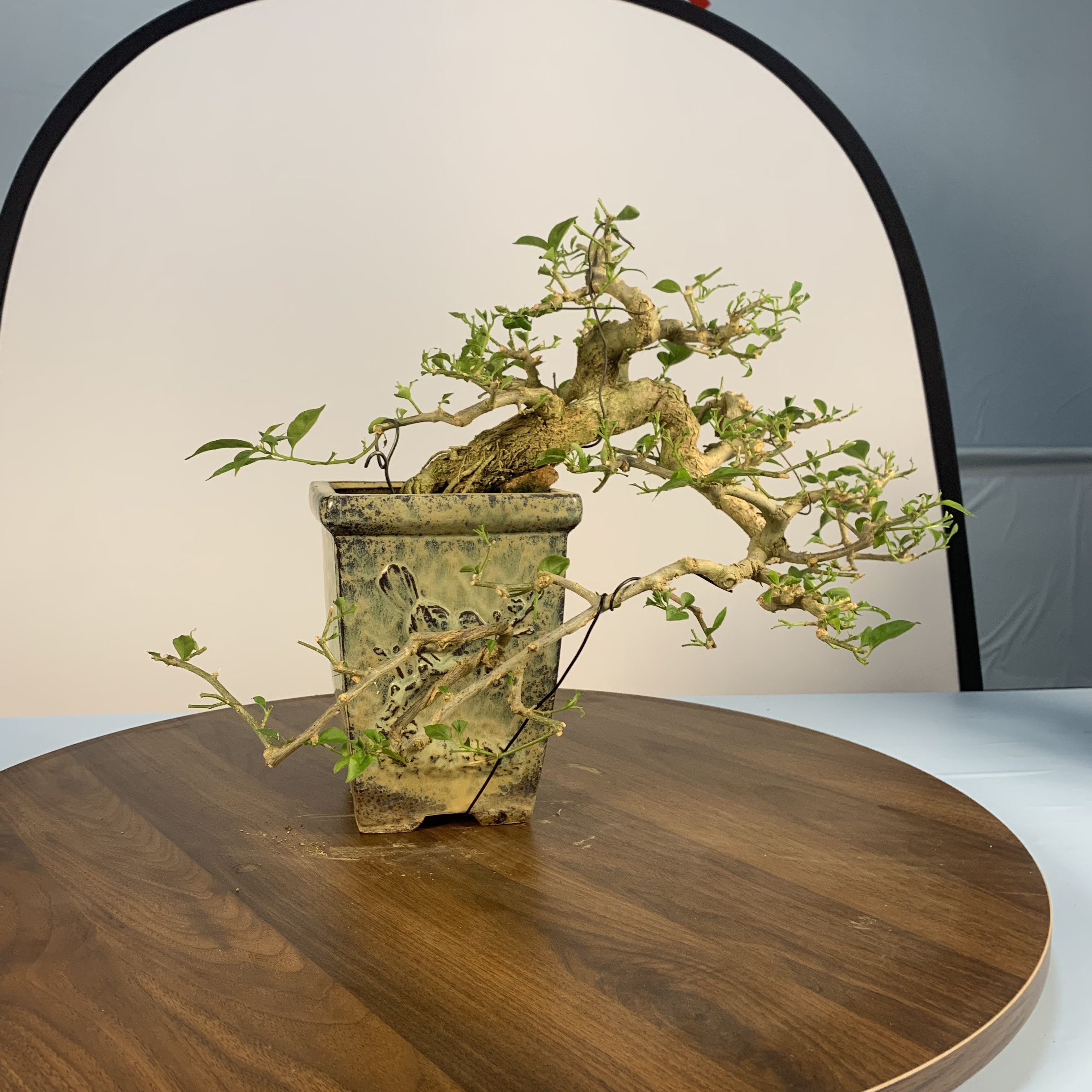 【一物一拍】岭南基地盆景三角梅多款造型直播间拍