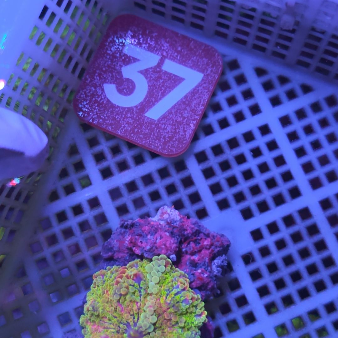 中国大陆37 号框直播间挑选