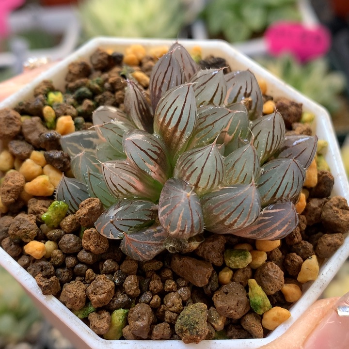 霓虹灯玉露锦带盆土发货