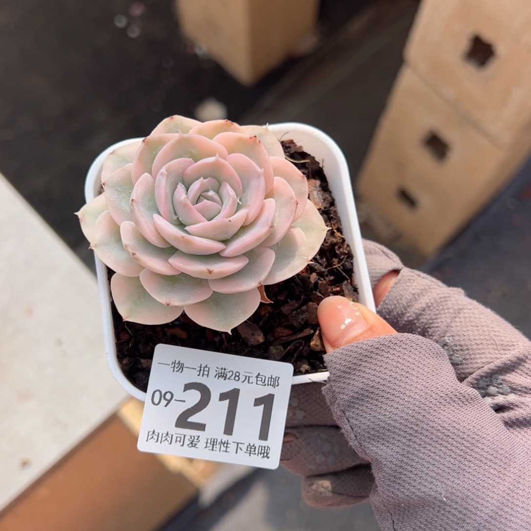 鲁氏锦多肉多肉多肉多肉