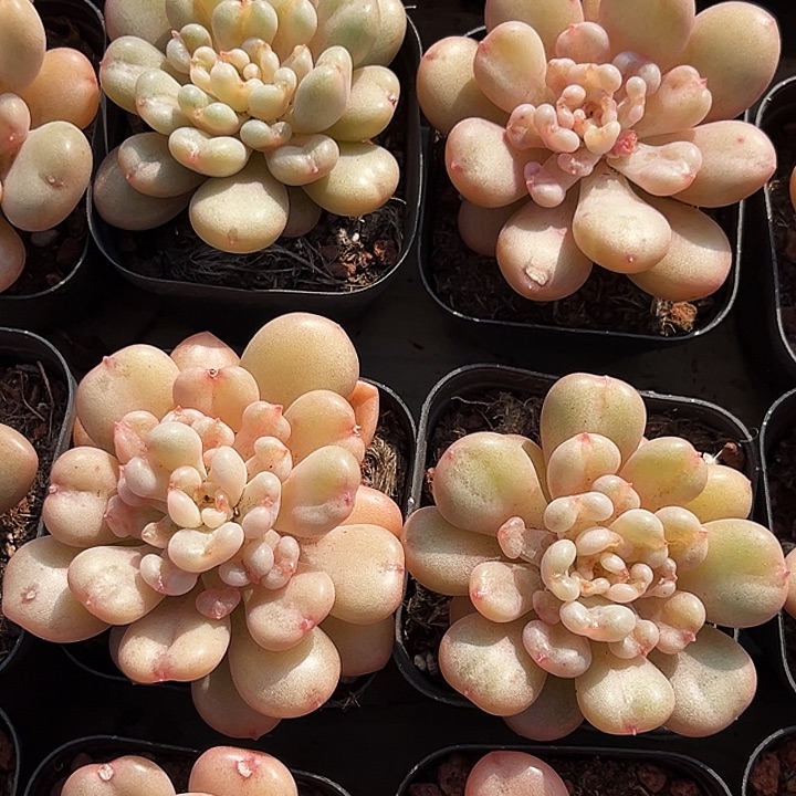 单头         比尔盖茨      