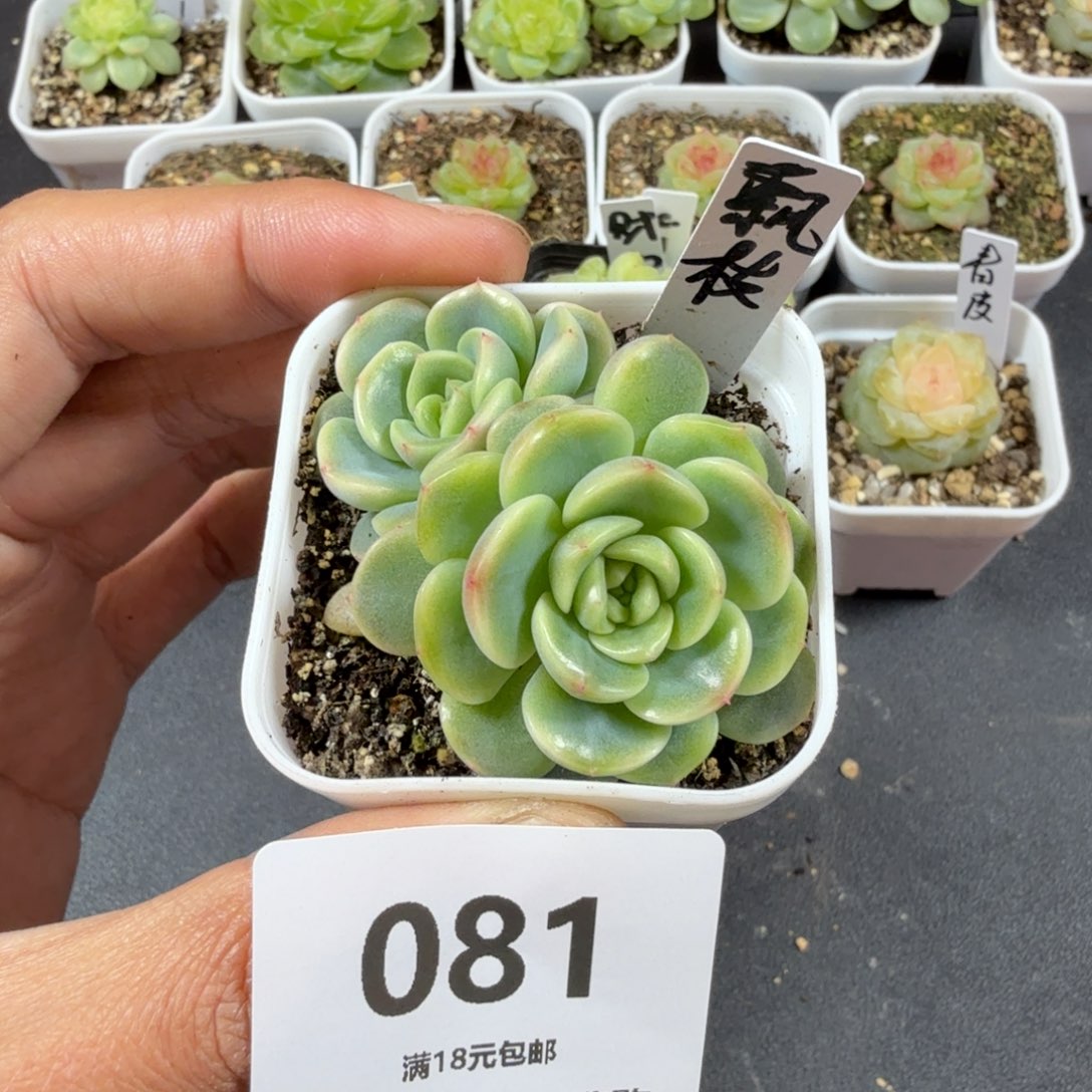 飘枝双头一物一拍081
