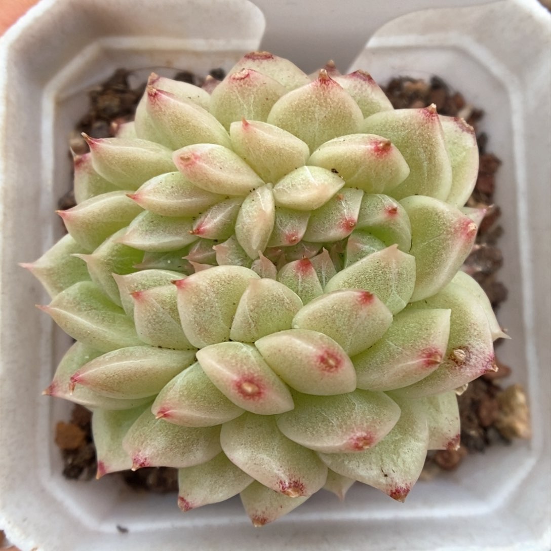 麦秆缀化可拍76号。