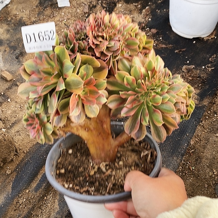 1652红秀多肉缀化