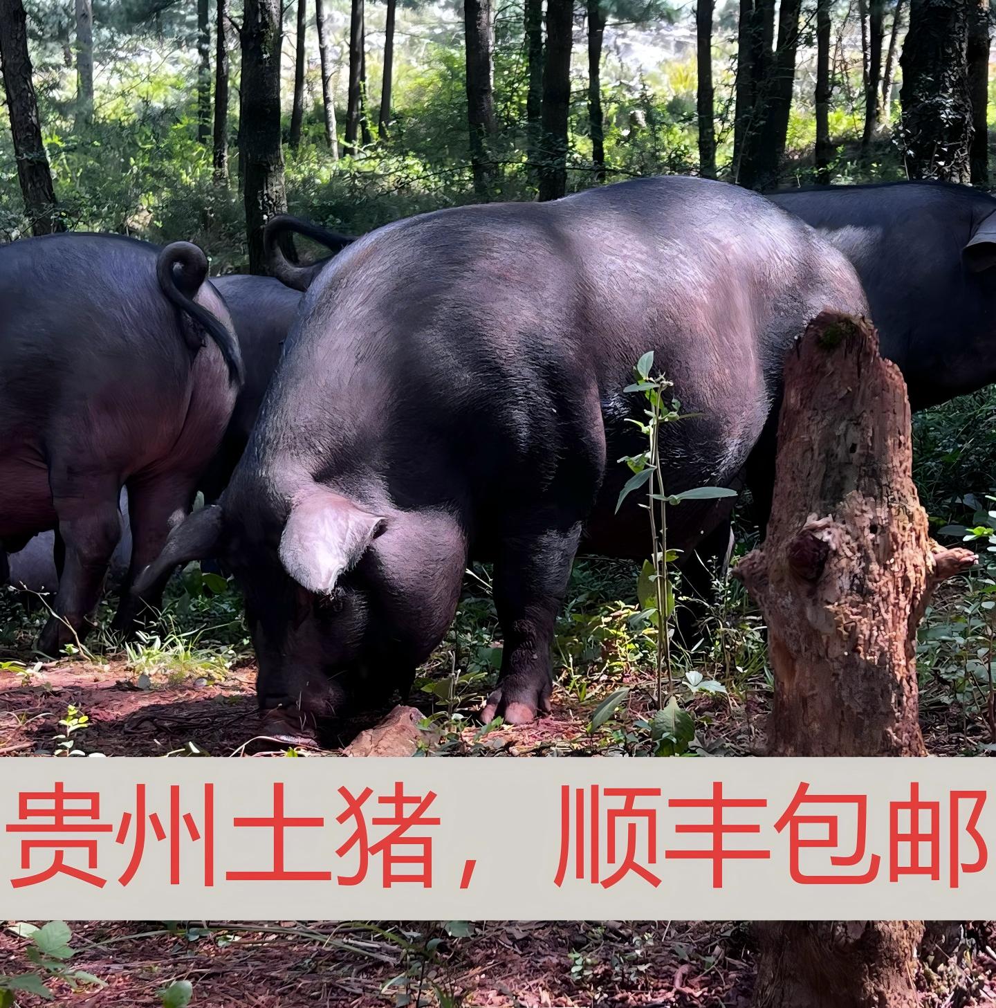 贵州黑土猪（京东空运）一物一拍