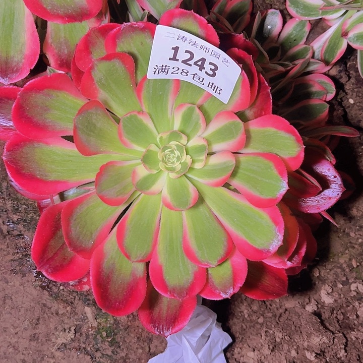 1243红女郎多肉植物