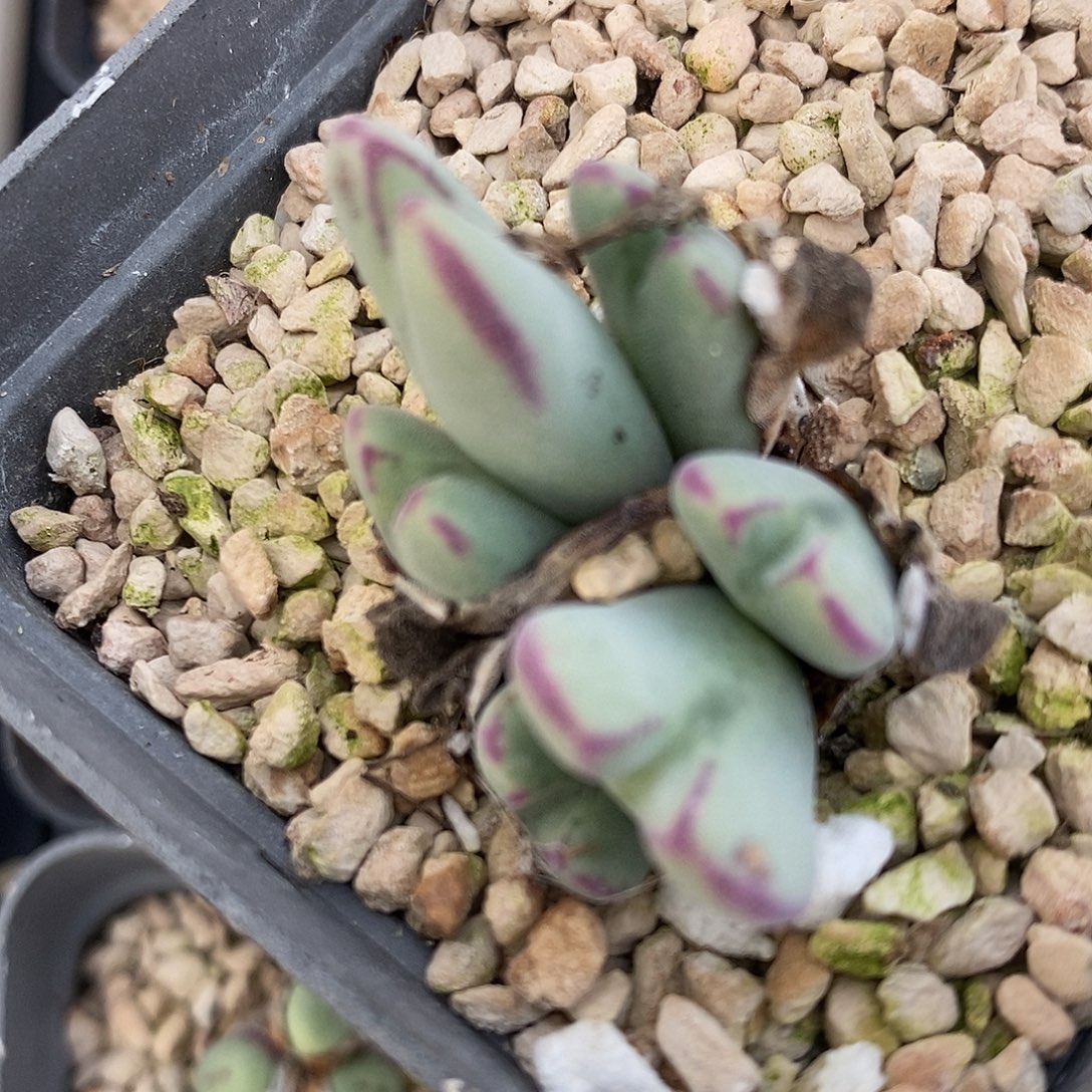 27125沙文利亚一颗。   