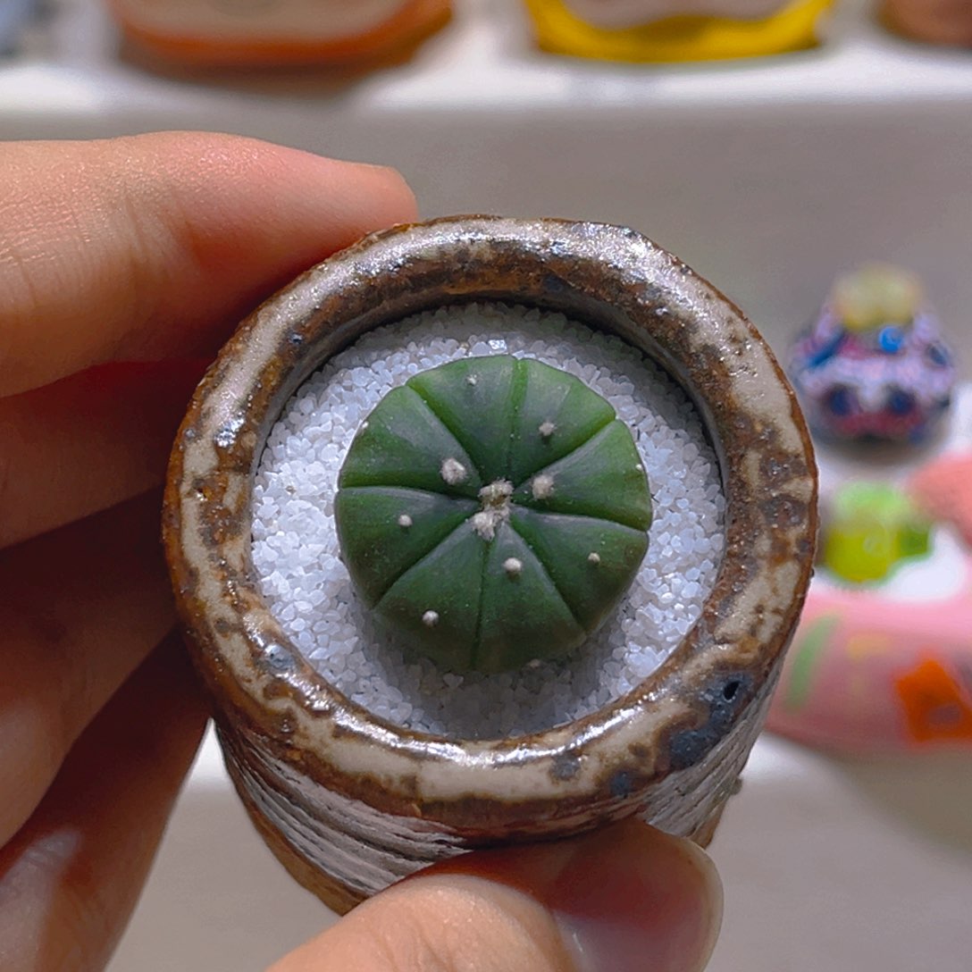 021仙人球带盆带土手工盆