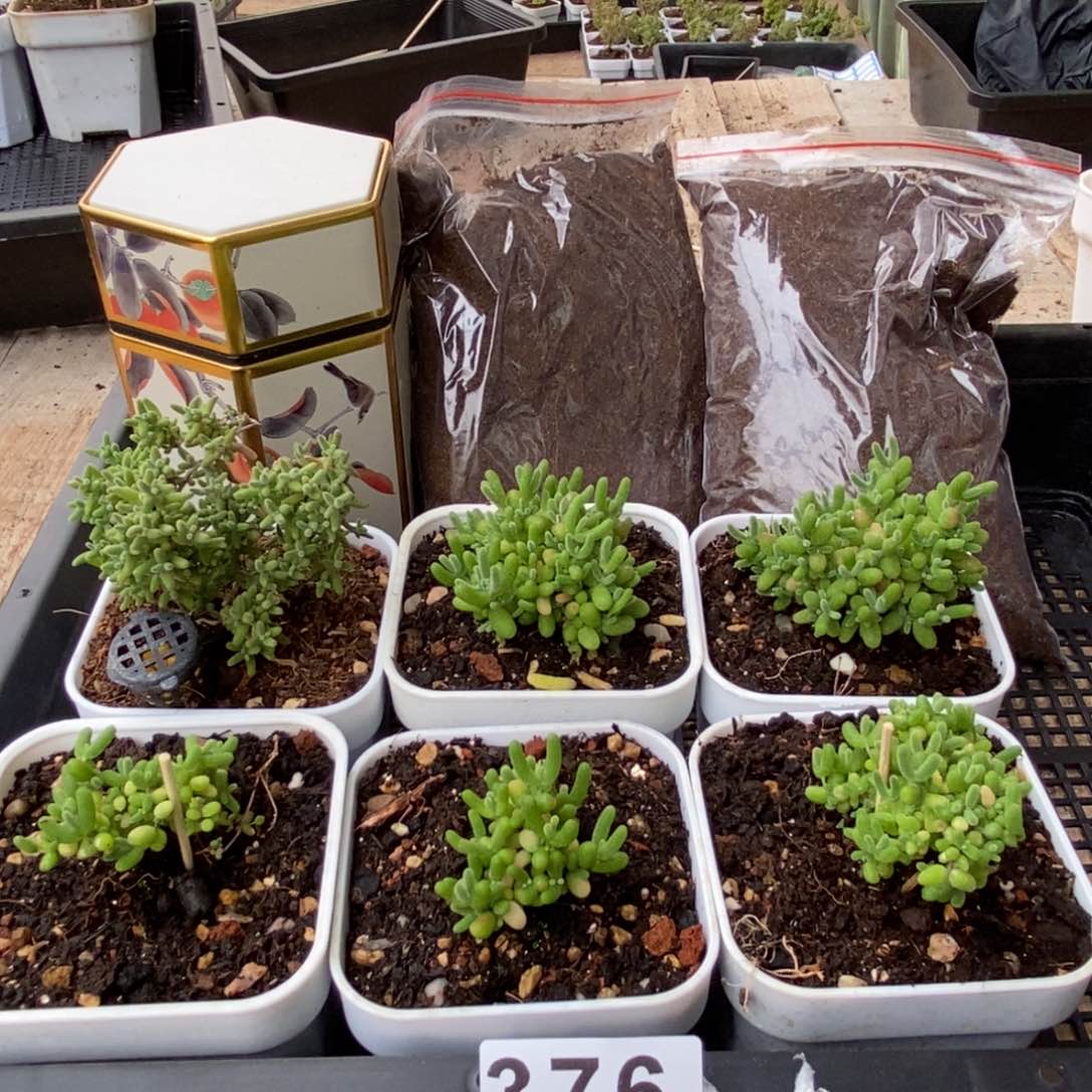 枝干番杏多肉植物376