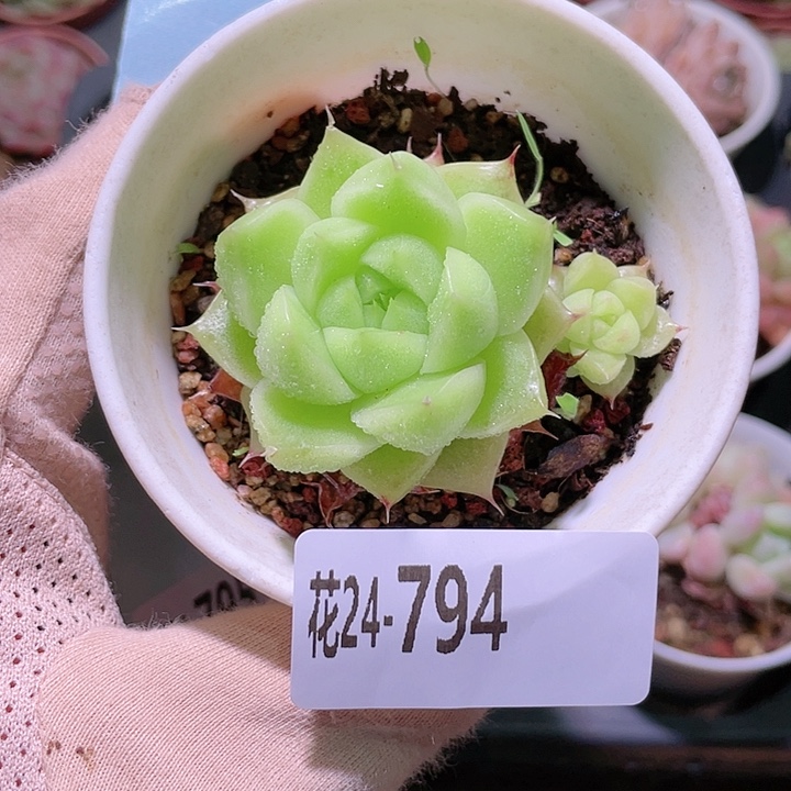 花利美24-794麦秆