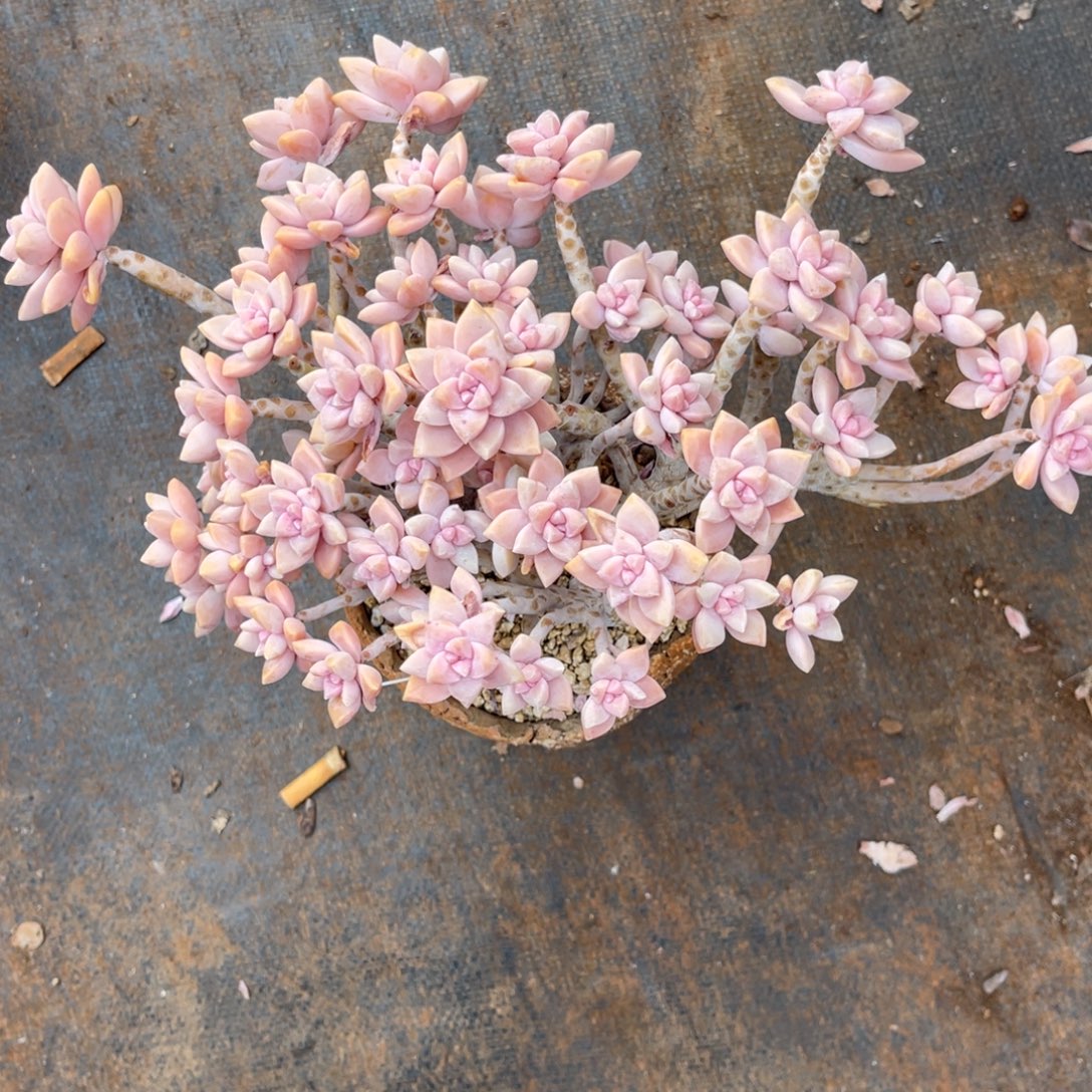 X***x云尘多肉一物一拍泡沫球打包1626