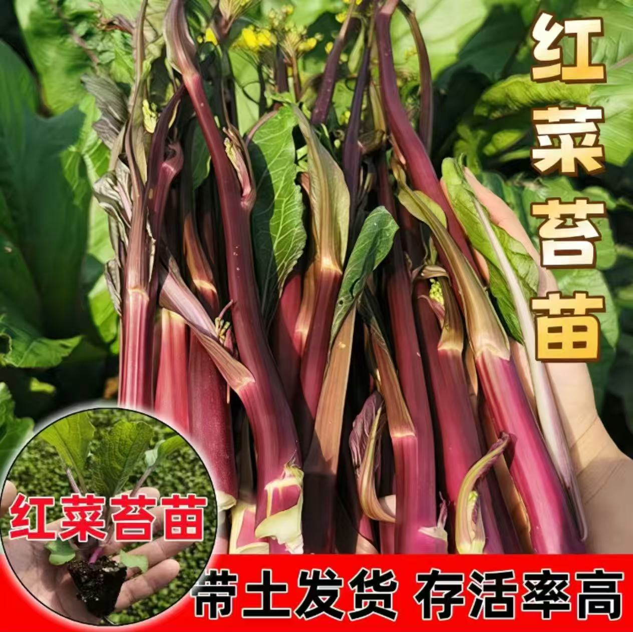 红菜苔秧苗耐寒高产御菜苗秧多茬采收四季蔬菜苗盆栽阳台家庭种植