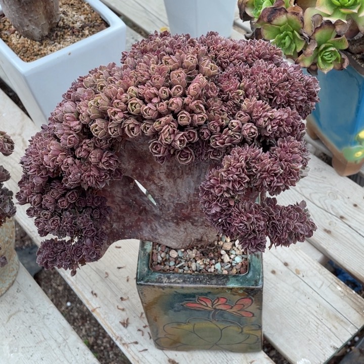 多肉植物的生长发育