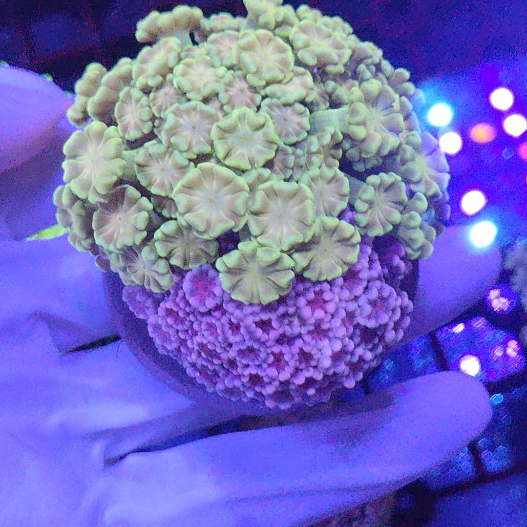 智海海洋珊瑚 不支持退货不包邮