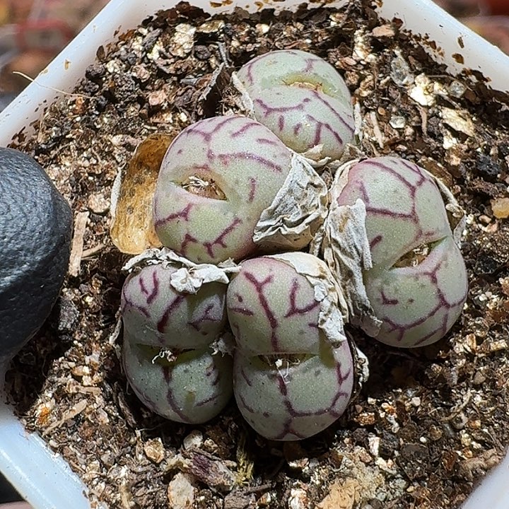 生石花111111111。    181