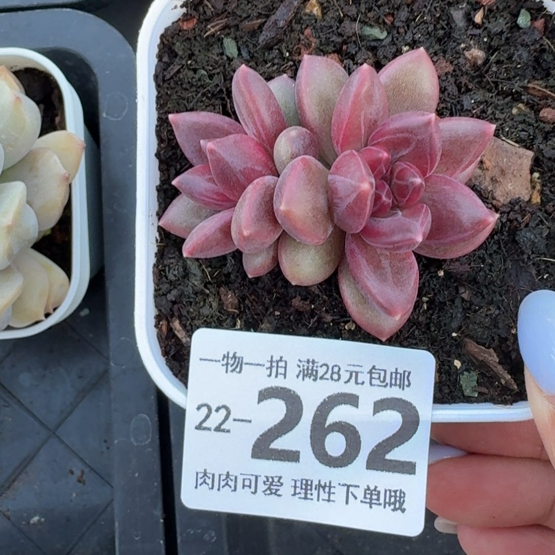 迷雾泡泡无盆土发货无