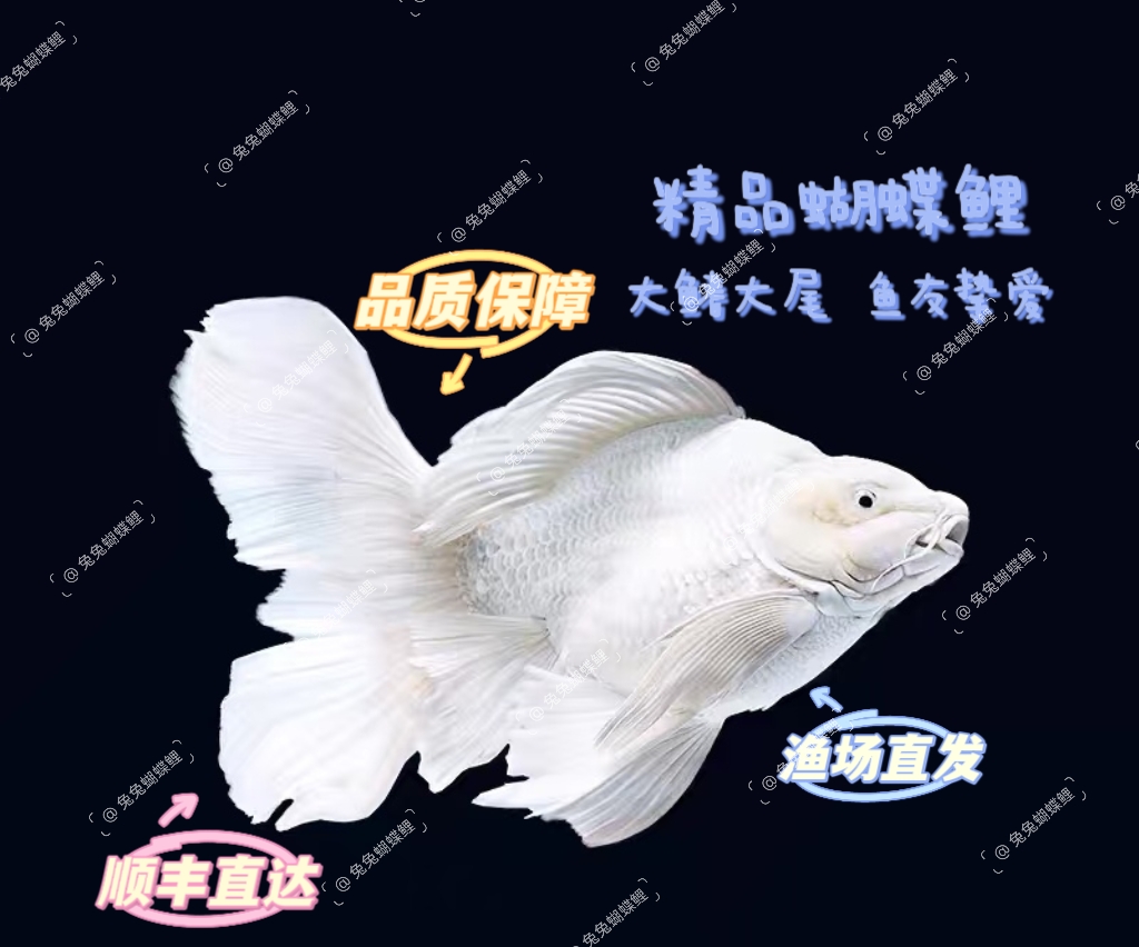 ①主播改价-【兔兔蝴蝶鲤】