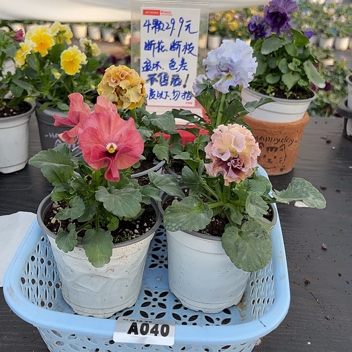 当前无花朵，栽培后可花朵40号