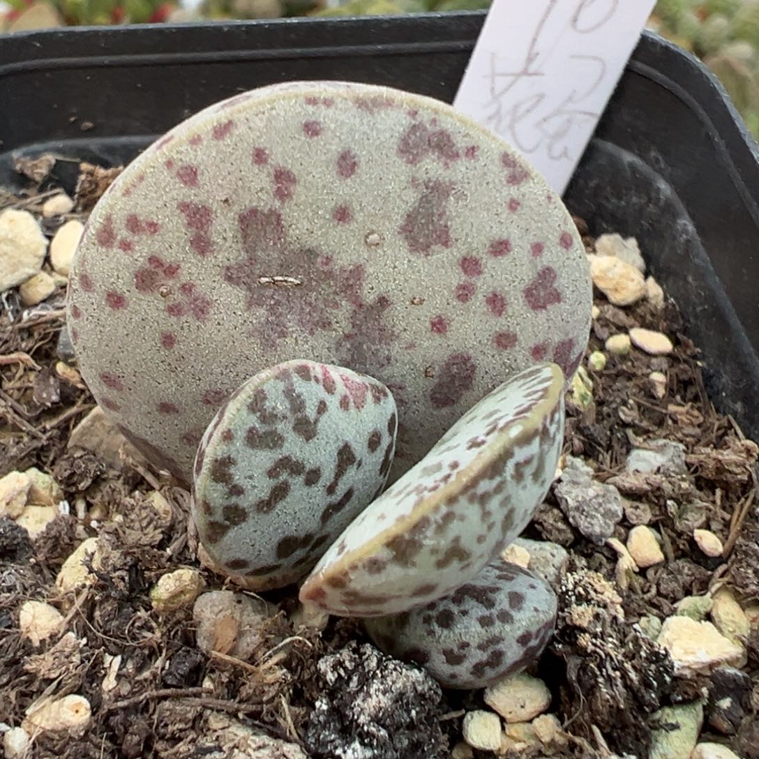 花蛋大苗多肉植物水泡