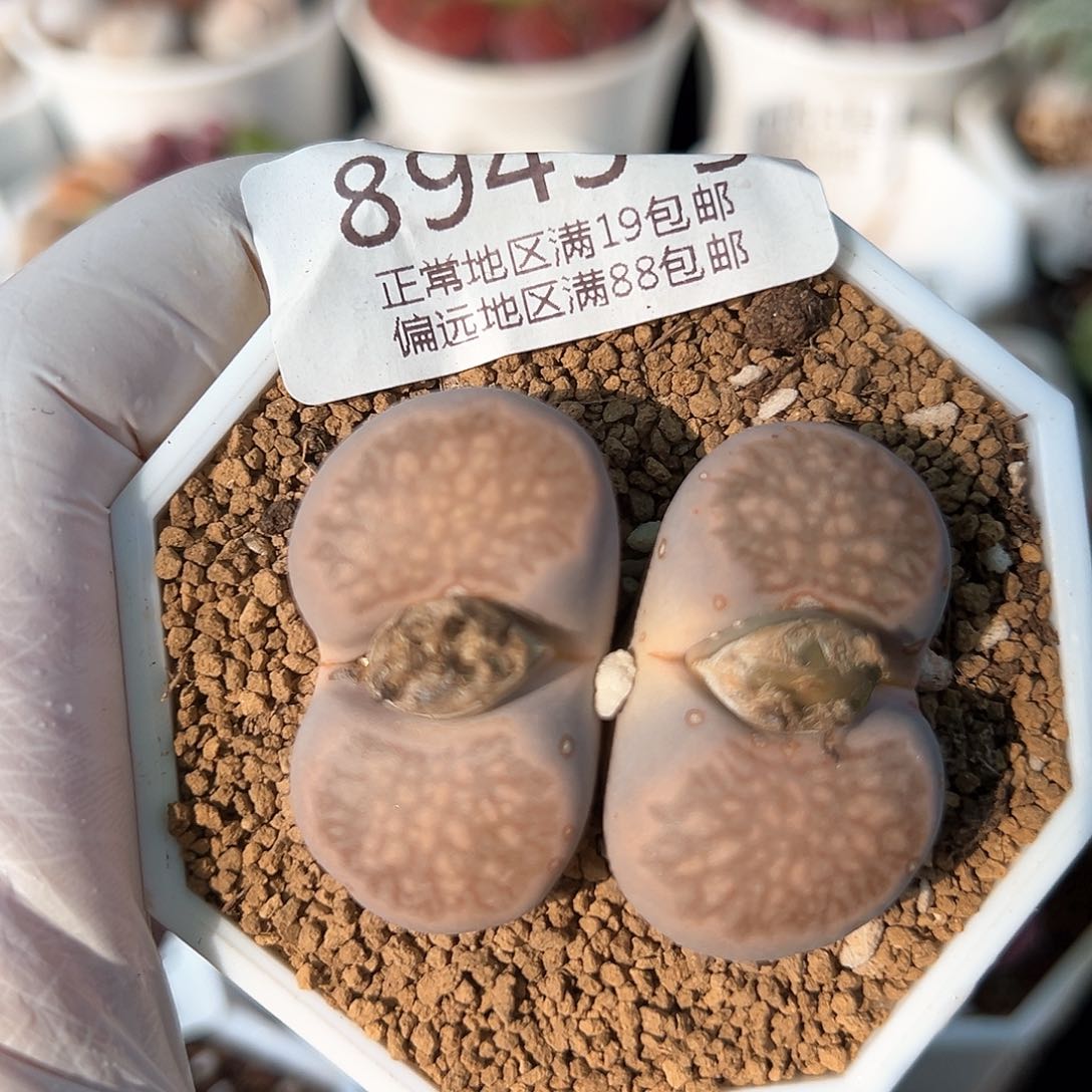 好养易活生石花大母本8943