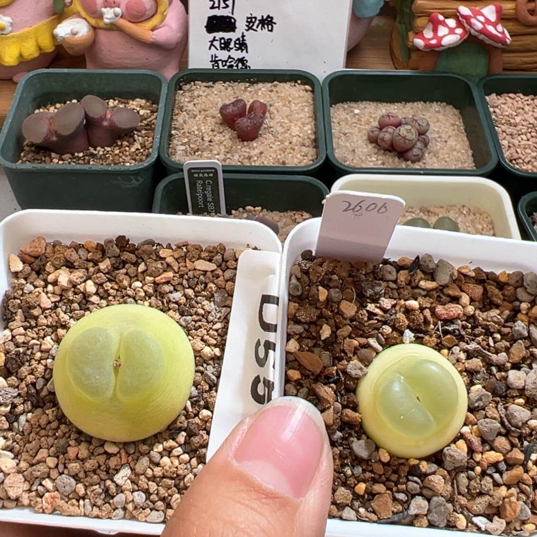 M**.55。2606 日拉桃尻娘  多肉