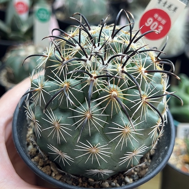 自根顶花凤舞6.9cm