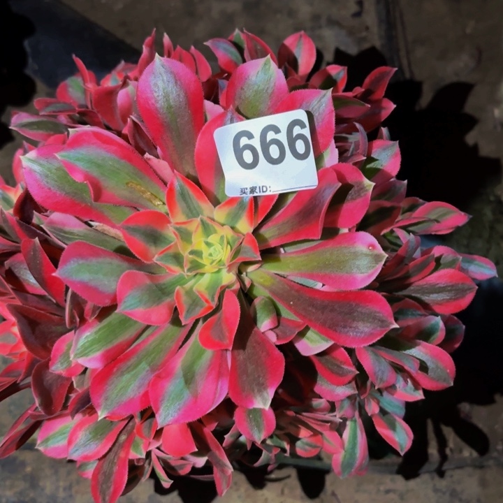 666妖月多肉植物不售后