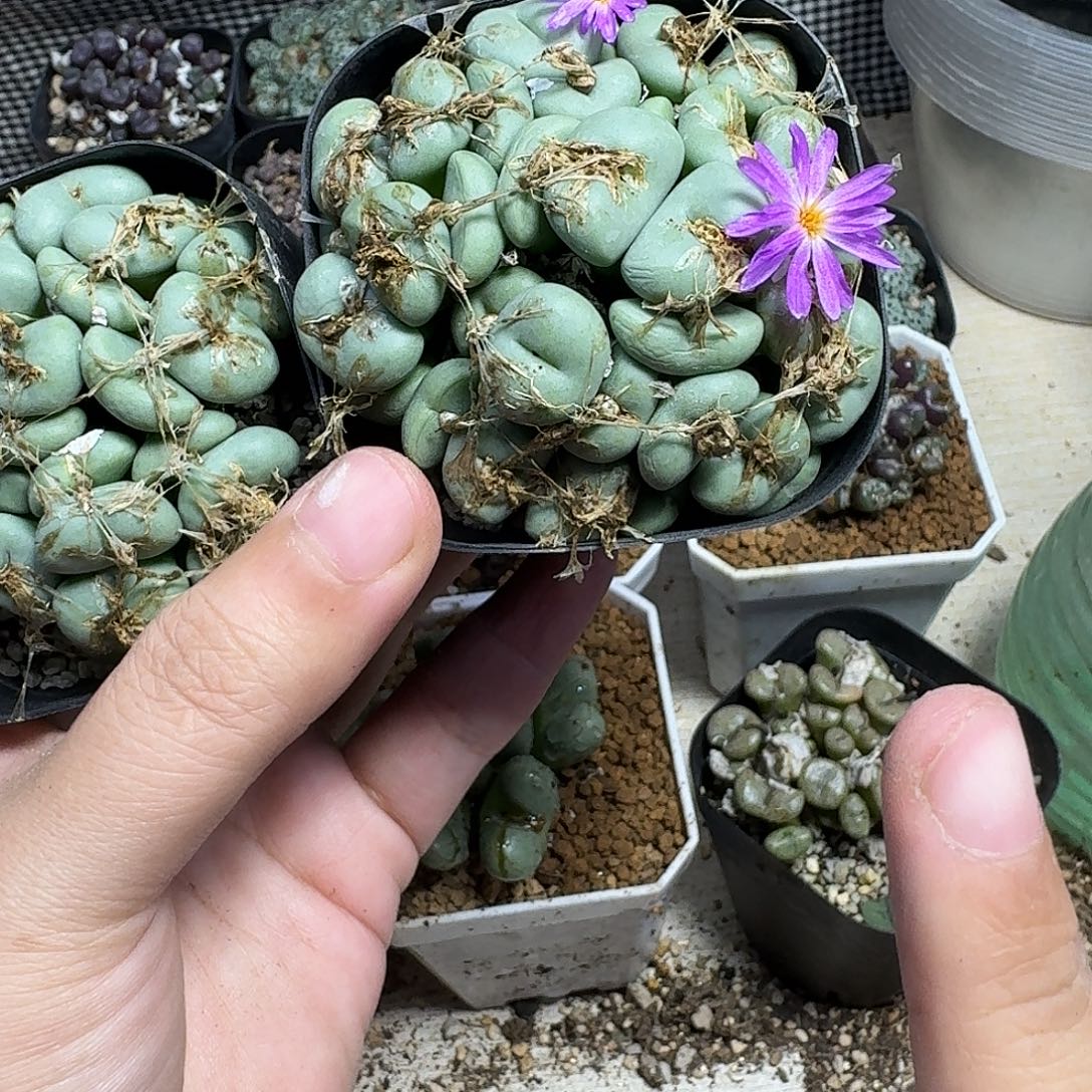 一颗一组量拍多肉植物