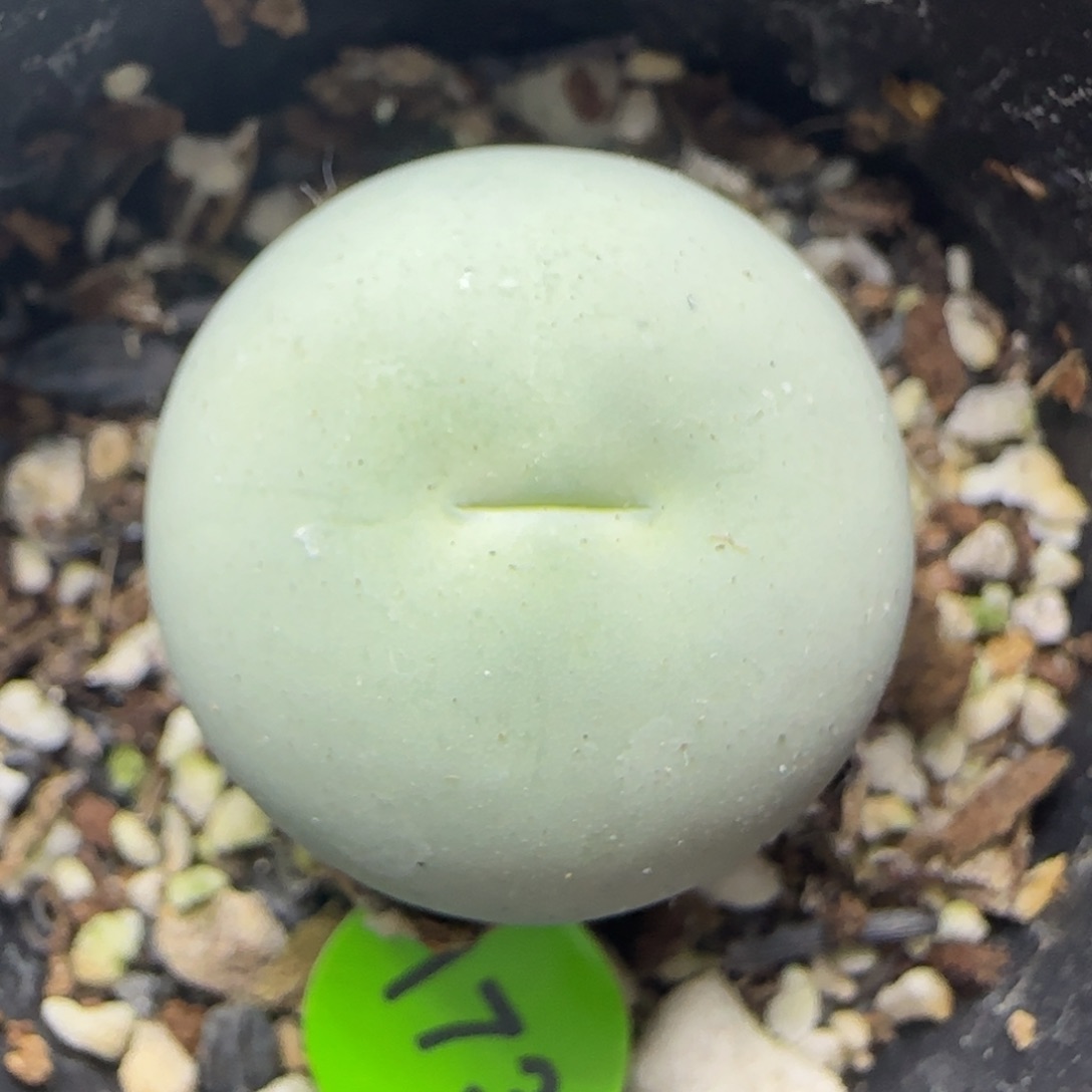 鸽子蛋2.1多肉植物173