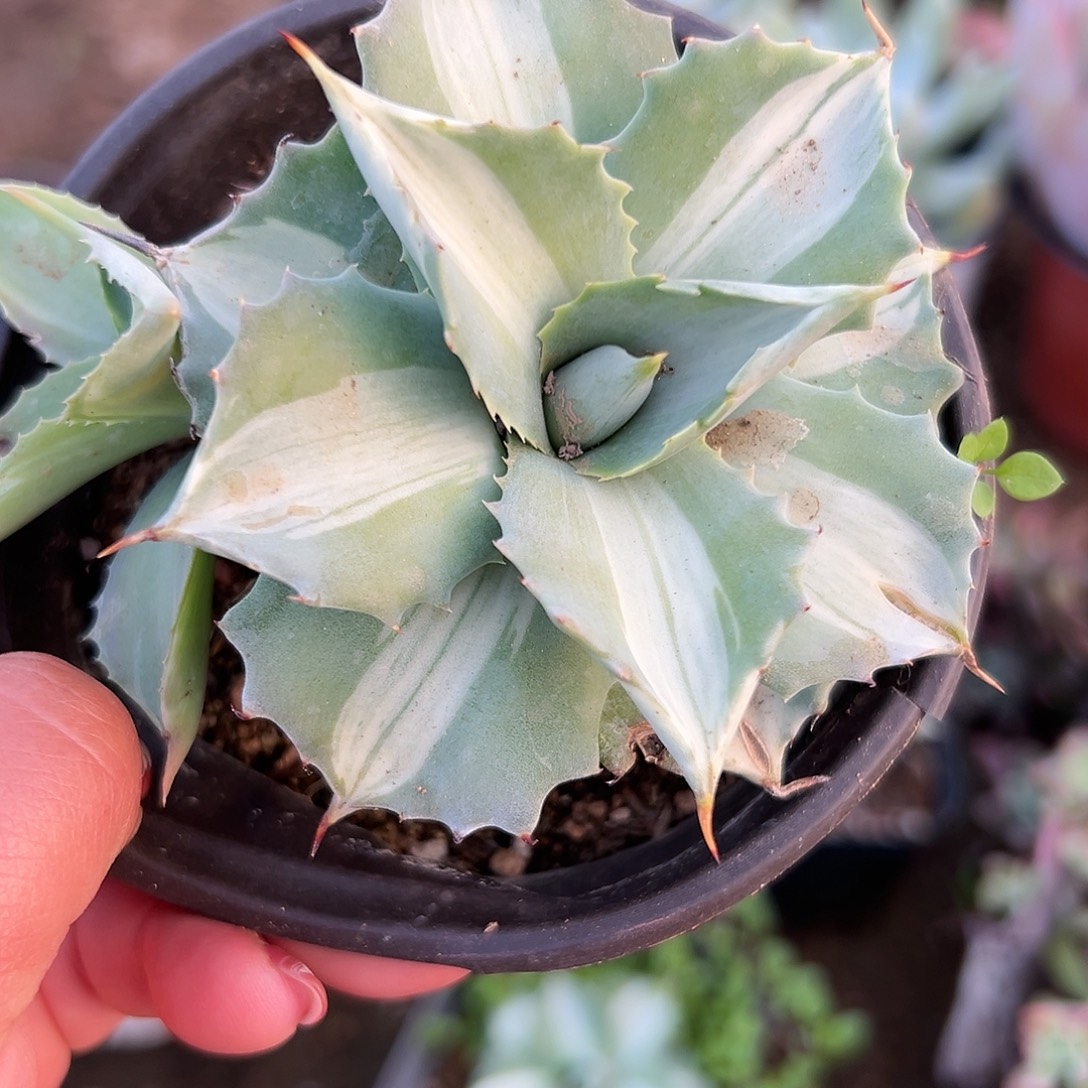 多肉植物多肉植物