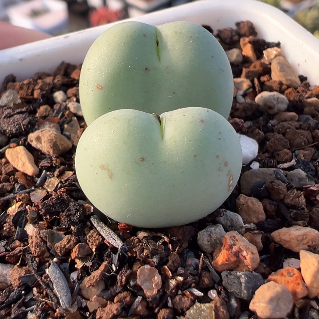 爱心奶拳多肉植物盆栽