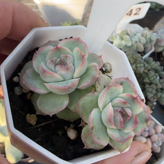 40水晶虾饺石化的
