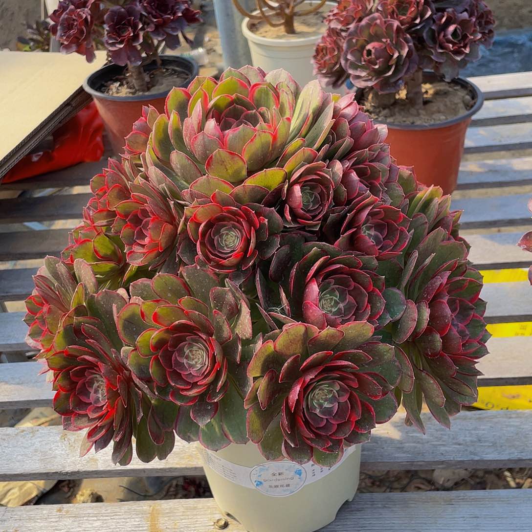 多肉植物法师粉花妖老桩