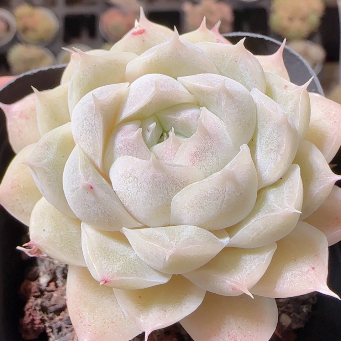 花语多肉1209-169