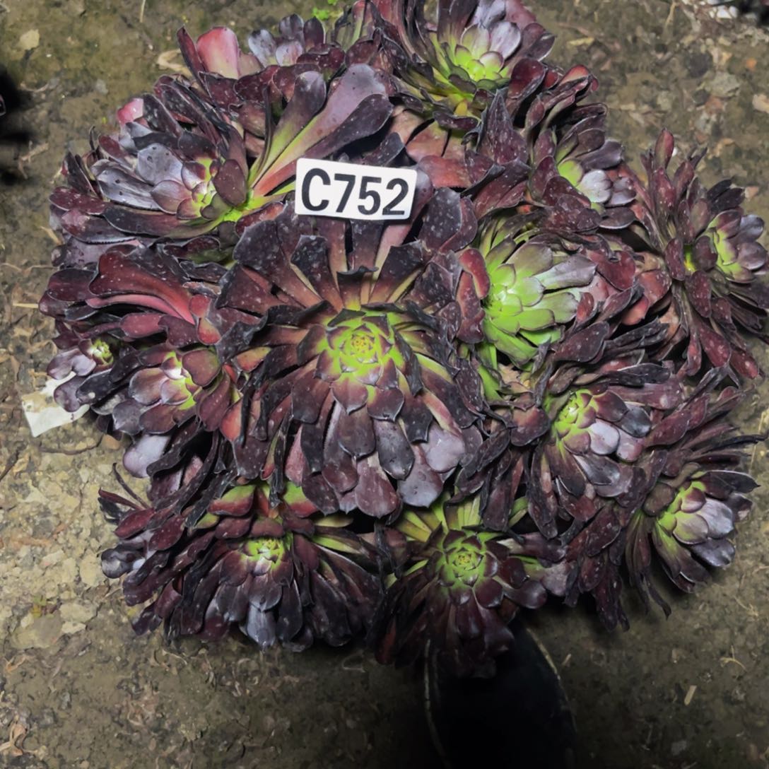 墨铜法师16/////////22包邮