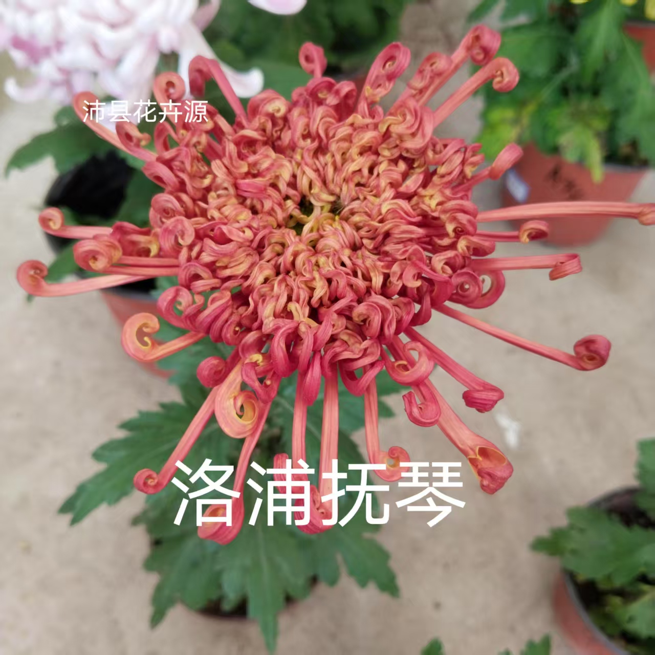 洛浦抚琴，九月菊大花盆栽四季开花好养易活适合阳台庭院种植。