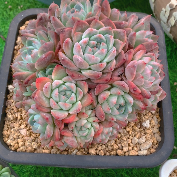 漠*多肉乐园精品阿尔巴佳人