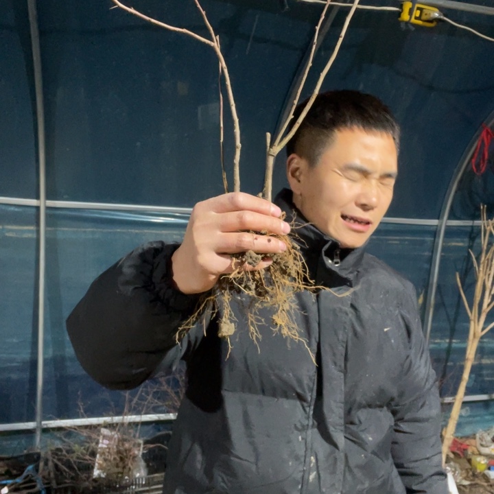 2颗   绿宝石海棠花