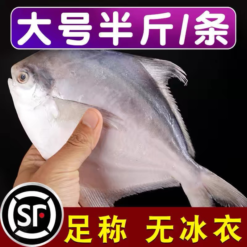 新鲜 5两一条银鲳鱼（6条）顺丰包邮液氮锁鲜发