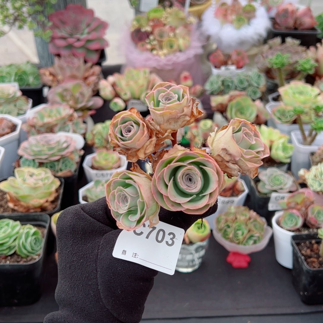 7***姐703桃杂飘枝群。   一物一拍