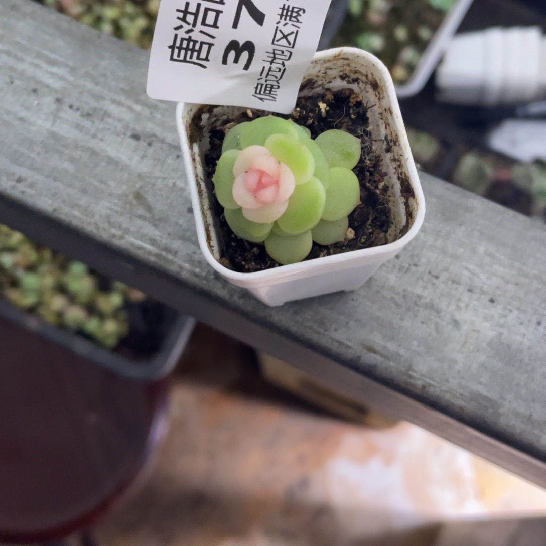 阿***录优选珍妮一物一拍376….