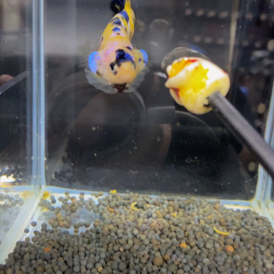 斗鱼296巨斗11111