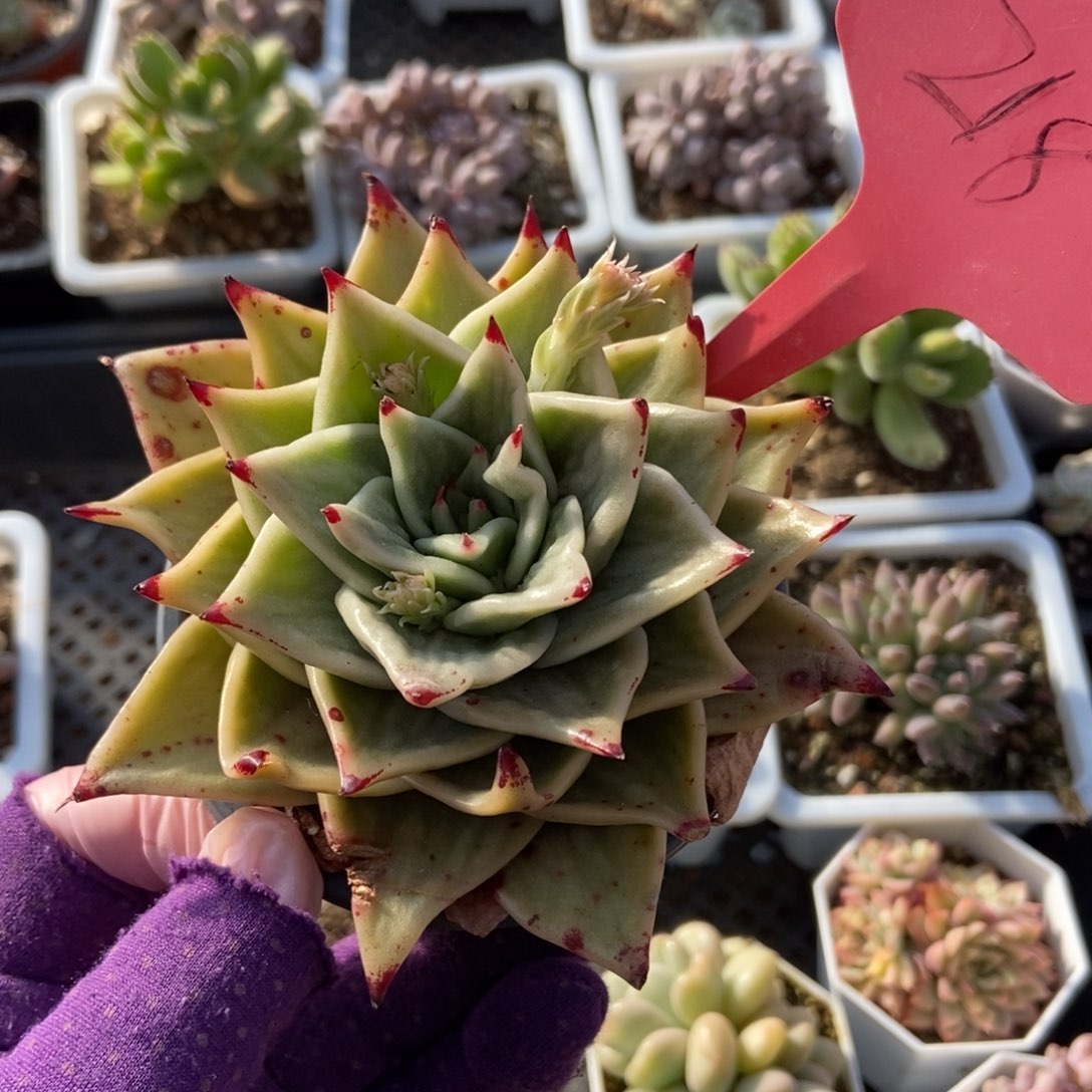 218星星锦多肉植物保护
