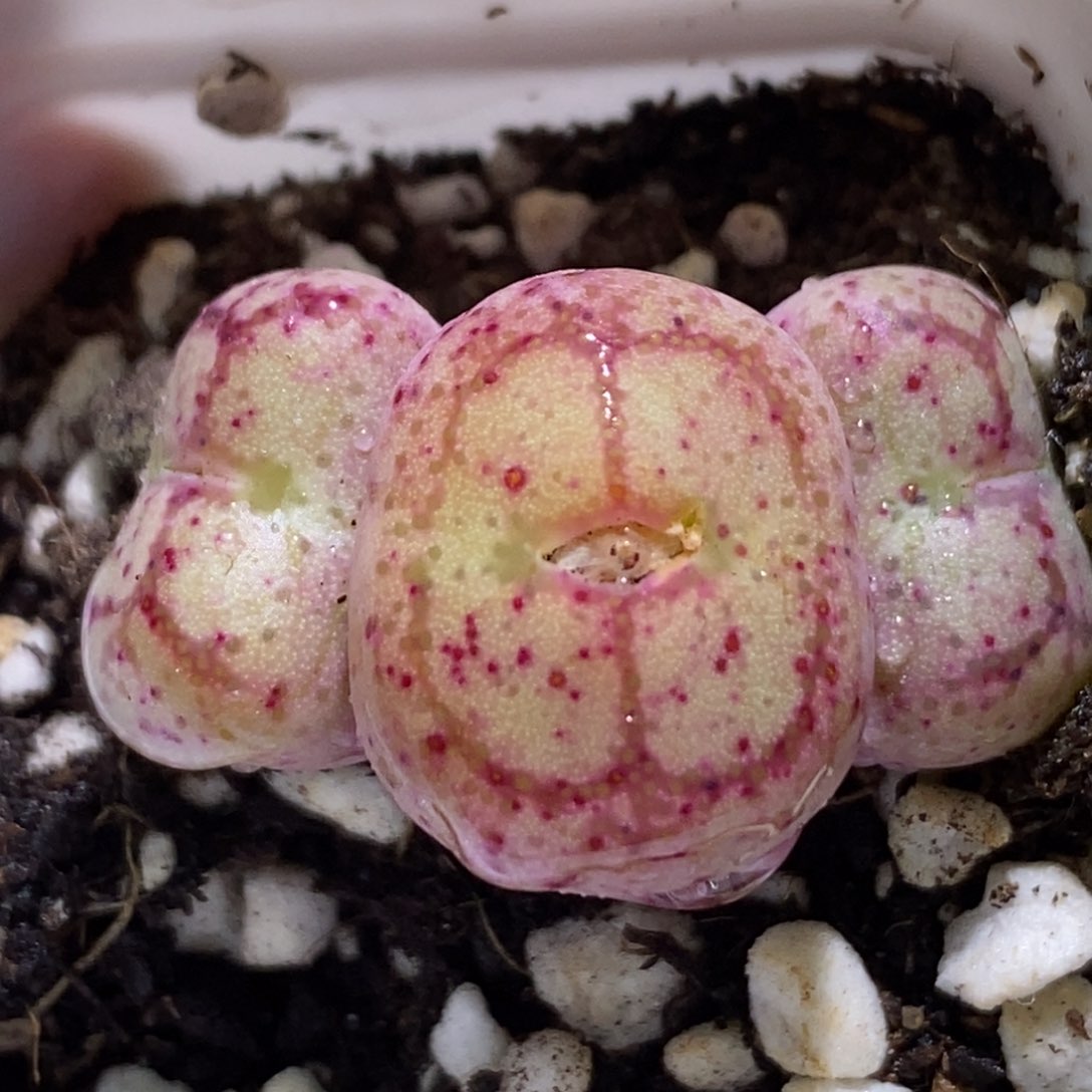 三头园艺猴三头园艺猴