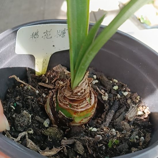无花朵棉花糖4+丑球